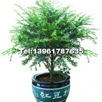 青花瓷千件缸（紅豆杉）