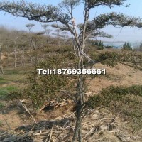 小葉女貞造型樹