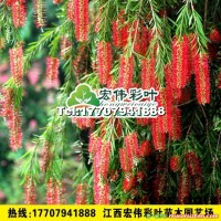 超級(jí)紅千層