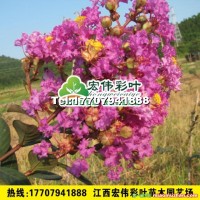 美國(guó)紅葉紅花紫薇