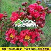 美國(guó)紅火球紫薇