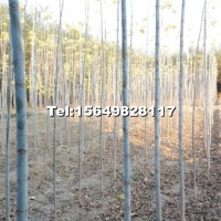 金葉復(fù)葉槭