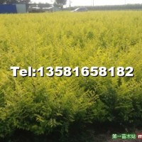 營養(yǎng)杯金葉榆