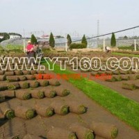 高羊茅早熟禾混播草皮