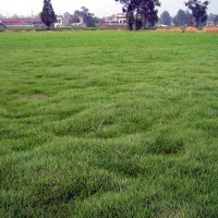 百慕大黑麥混播草坪