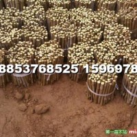 窖藏法桐扦插條