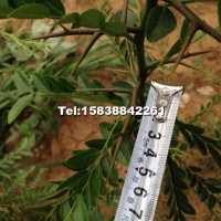 皂角樹苗