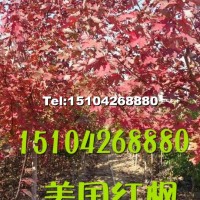 耐寒美國(guó)紅楓