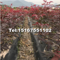 中國紅楓小苗
