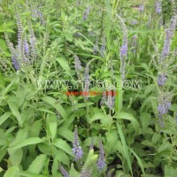 營養(yǎng)缽婆婆納