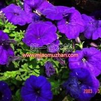 牽?；?/></a>
<ul><li><a href=