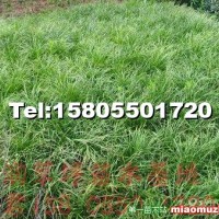 細(xì)葉麥冬草