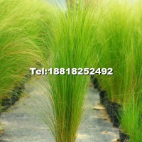 細(xì)莖針茅