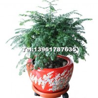 梅開(kāi)五福（紅豆杉）