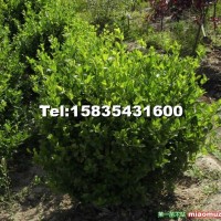 膠東衛(wèi)矛球