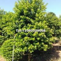 萬(wàn)紫千紅(白銀)