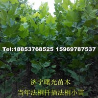 法桐小苗