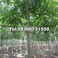 國槐樹苗