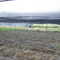 紅花繼木小杯苗