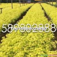 金葉復(fù)葉槭小苗