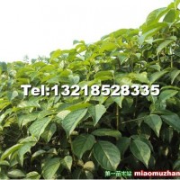 重陽(yáng)木小苗