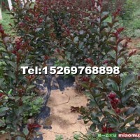 紅火箭紫薇小苗