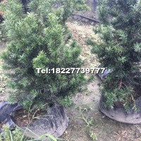 曼地亞紅豆杉小苗