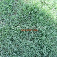 百慕大混播黑麥草草坪