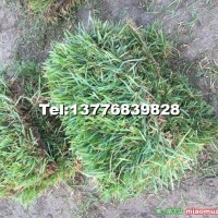 中華結(jié)縷草