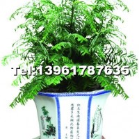 八方和諧1#（紅豆杉）