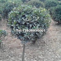 獨(dú)桿黃楊球