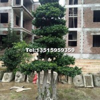 沙西嫁接造型小葉榕樁頭/永秀榕樹(shù)基地