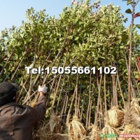 紅葉石楠獨(dú)桿