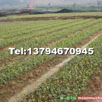 大紅花油茶種苗