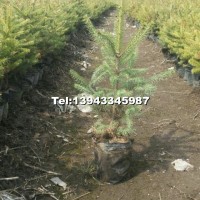 云杉營養(yǎng)缽