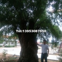 刺槐型號(hào)原生冠