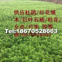 湖南毛杜鵑價格