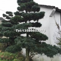 造型五針?biāo)?/></a>
<div><a href=