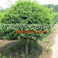 小葉女貞?yīng)殫U球