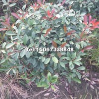 紅葉石楠大毛球