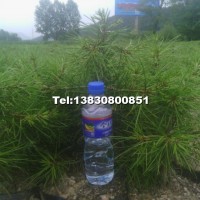 白皮松營養(yǎng)缽苗