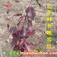 冬紅（映雪紅）黃楊