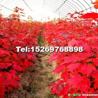 美國紅楓秋火焰小苗