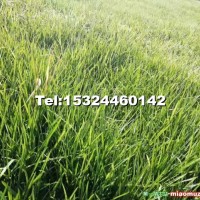 高羊茅黑麥草早熟禾混播