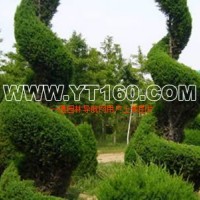 河南檜柏，河南檜球，河南檜柏12生肖造型