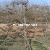 小葉女貞造型樹