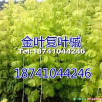 金葉復(fù)葉槭實(shí)生苗