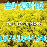 金葉復(fù)葉槭
