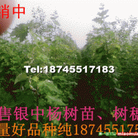 銀中楊插穗