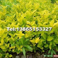 金森女貞容器苗